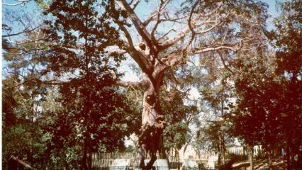 A large tree with a cannon and plaque at the bottom mark the site of the Santiago Surrender Tree.